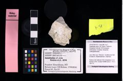 Foto (Objekt + Etikett) von Galatheites aiola n.sp. (Robins, Feldmann, Schweitzer & Bonde, 2016)  (NHMW-GEO-2014-0194-1013)